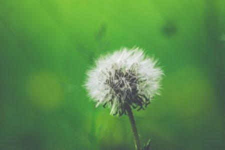 causes of allergy