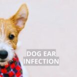 how to treat dog ear infection without vet
