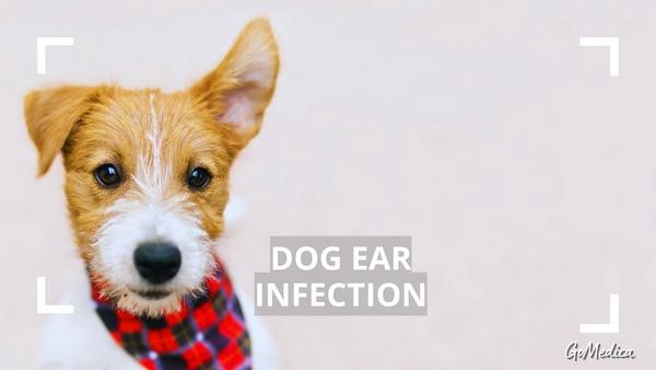 how to treat dog ear infection without vet