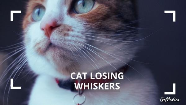 do cat whiskers grow back