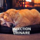 comment soigner une infection urinaire chez le chien