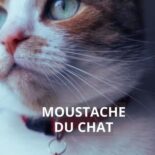 chat qui perd ses moustaches
