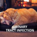 dog urinary tract infection home remedy
