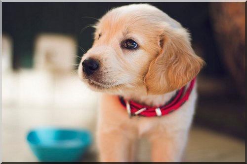 traitement antiparasitaire naturel pour chiot