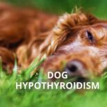 how to help my dog with hypothyroidism