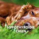 hypothyroïdie chien traitement naturel