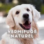vermifuge chien naturel
