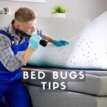 best bed bug treatment