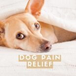 what can you give a dog for pain relief at home