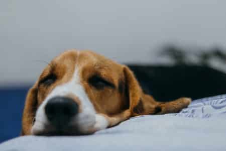home remedies for dog pain arthritis natural treatment