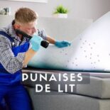 comment detecter punaises de lit