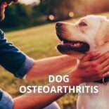 how to help a dog with arthritis at home