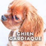 remèdes naturels insuffisance cardiaque chien traitement