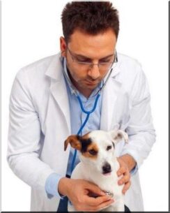symptômes crise cardiaque chien urgence vétérinaire