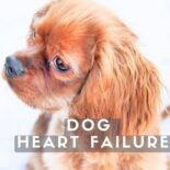 dog congestive heart failure