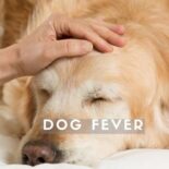 how to reduce fever in dogs