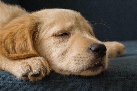 orthopedic dog bed heart disease comfort support