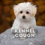 home treatment for kennel cough