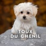 la toux du chenil traitement naturel