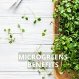 are microgreens good for you