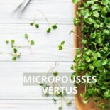 Micropousses : Le Superaliment Nutritif à Cultiver Chez Soi
