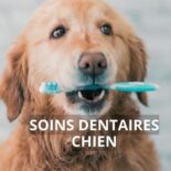 brosser les dents du chien