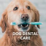how to brush dogs teeth