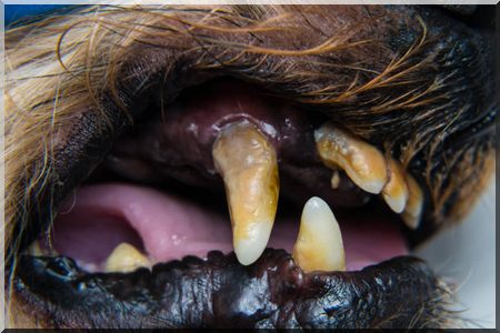 nettoyage dents chien naturel méthodes maison