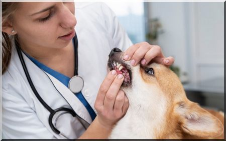 dog oral health prevention tartar naturally