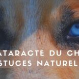 cataracte chien traitement naturel