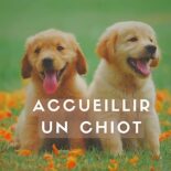 accueillir un chiot de 2 mois