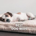 best orthopedic dog beds