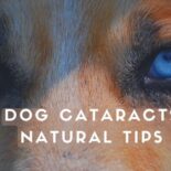dog cataracts treatment without surgery