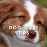 sebaceous cyst dog