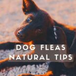how to get rid of fleas at home