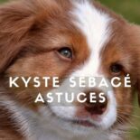 kyste sébacé chien traitement naturel