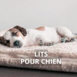 meilleur panier orthopédique pour chien