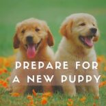 what do you need for a new puppy checklist