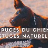 comment ce débarasser des puces