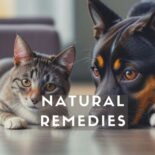 natural remedies for dog health problems