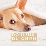 comment soulager un chien qui a mal