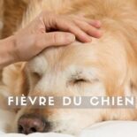 fièvre chien symptomes