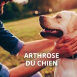 arthrose chez le chien traitement naturel