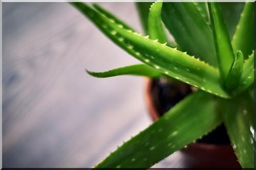 Aloe vera for KP bumps