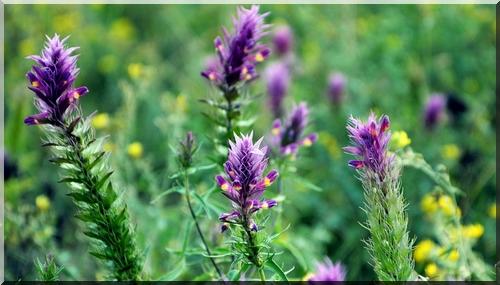 Astragale, plante immunostimulante contre les rhumes tenaces