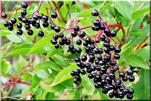 plantes médicinales pour soulager les symptômes du rhume