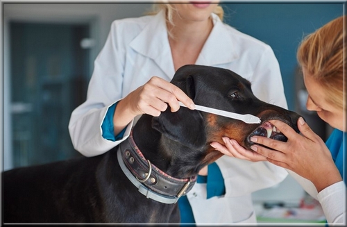 Alternatives naturelles au détartrage canin recommandées par les vétérinaires