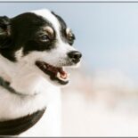 Does dog dental powder work? See how to add it to your dog's food