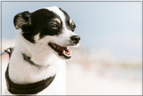 Does dog dental powder work? See how to add it to your dog's food