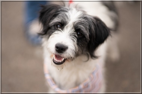 Comment éliminer la plaque des dents du chien naturellement sans brossage ? 